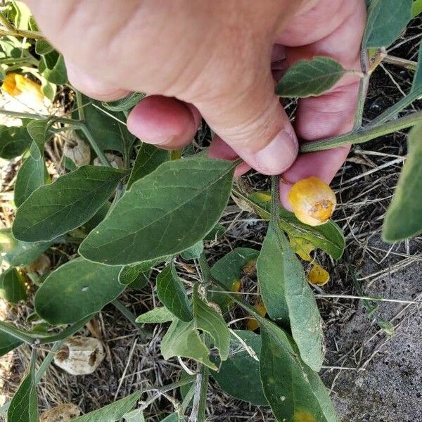 Physalis viscosa Fruit