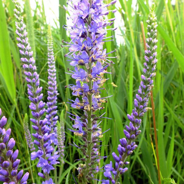 Veronica longifolia Floro