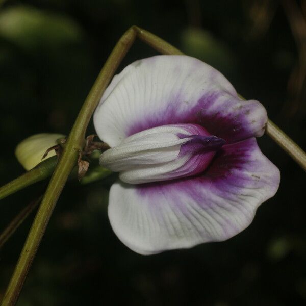 Centrosema plumieri Flor