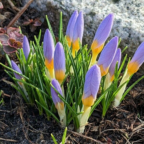 Crocus versicolor Характер