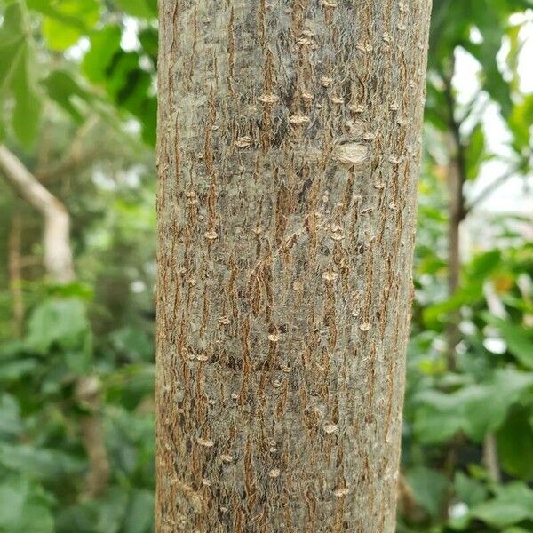 Brachychiton acerifolius Bark