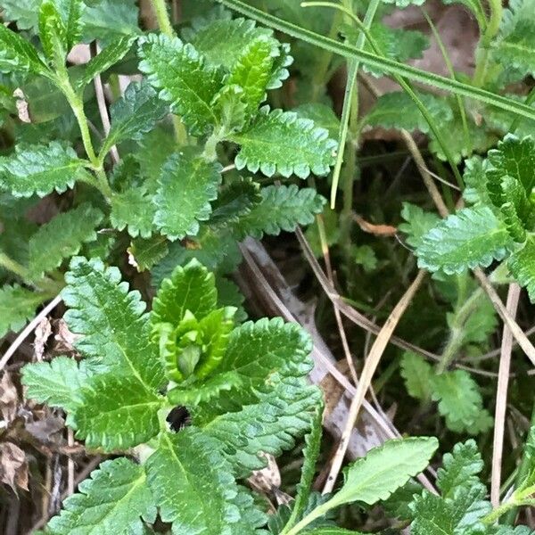 Teucrium chamaedrys Blad