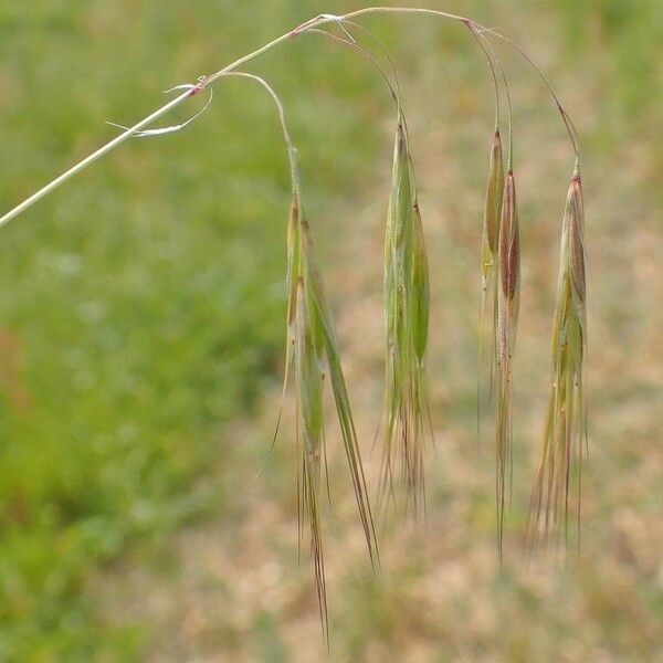 Bromus tectorum Плод