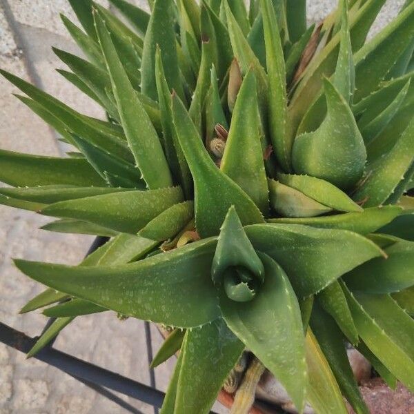 Aloe spp. Leaf