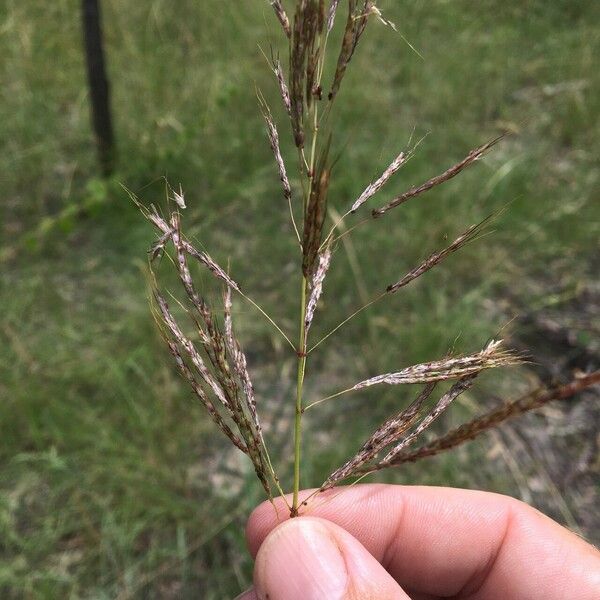 Capillipedium spicigerum Flower