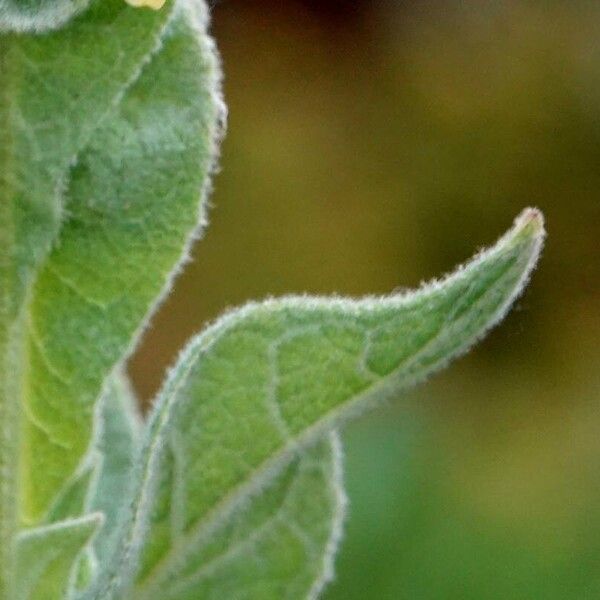 Verbascum thapsus Blad