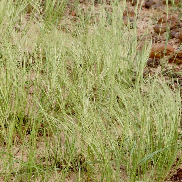 Aristida funiculata Kvet