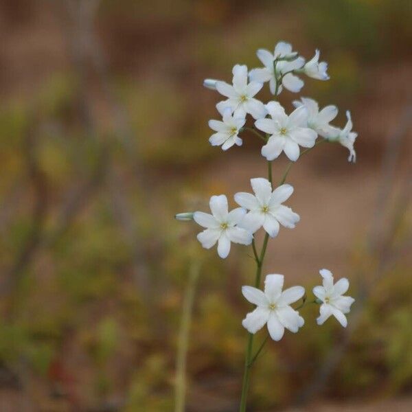 Zephyra elegans