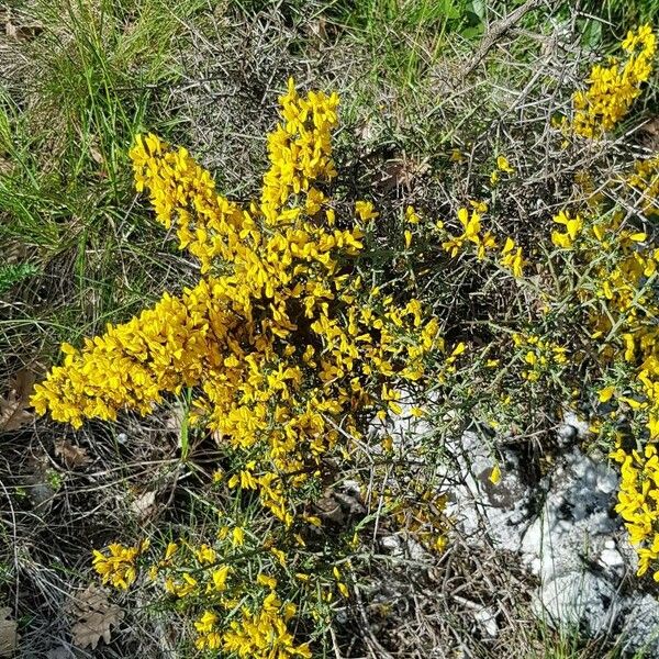 Genista scorpius Yeri