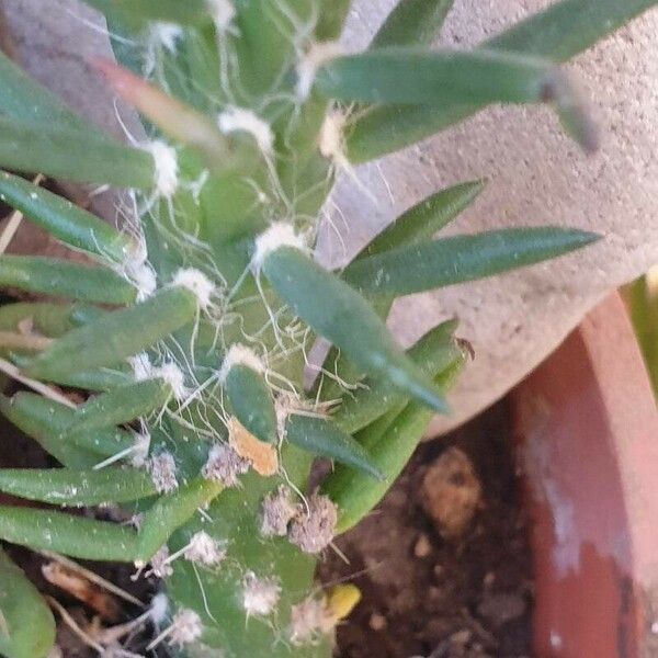 Austrocylindropuntia vestita Leaf