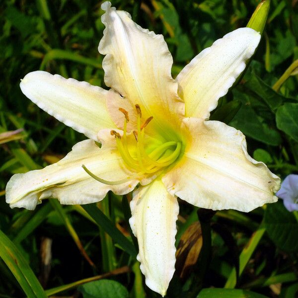 Hemerocallis fulva 花