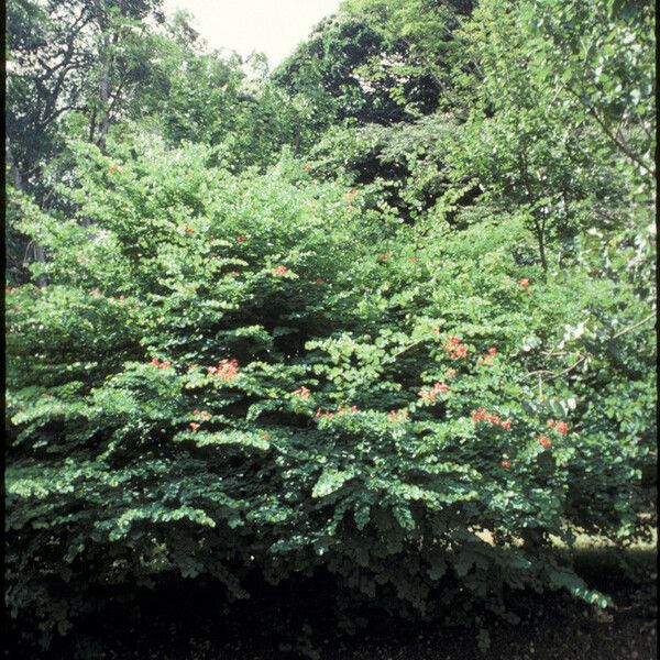 Bauhinia galpinii عادت داشتن