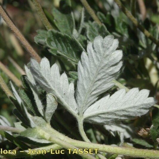 Potentilla nivea Ліст