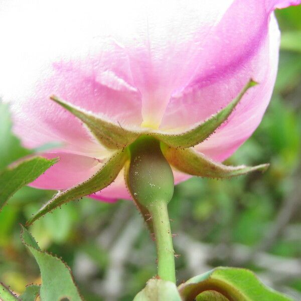 Rosa pendulina Λουλούδι