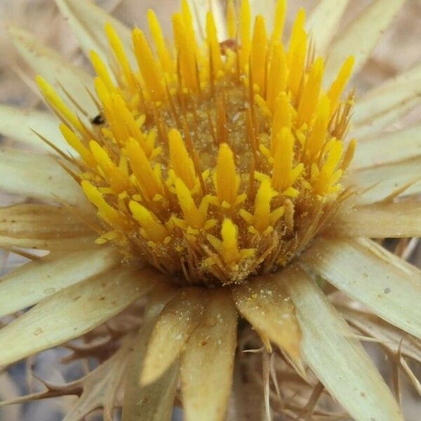 Carlina corymbosa Flower