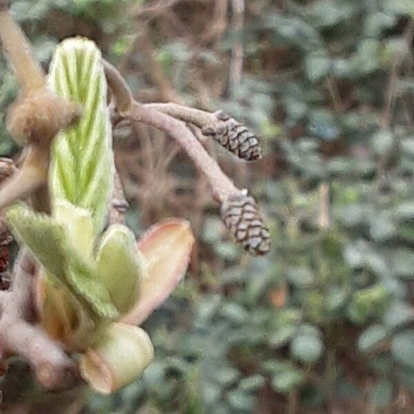 Alnus incana Frukto