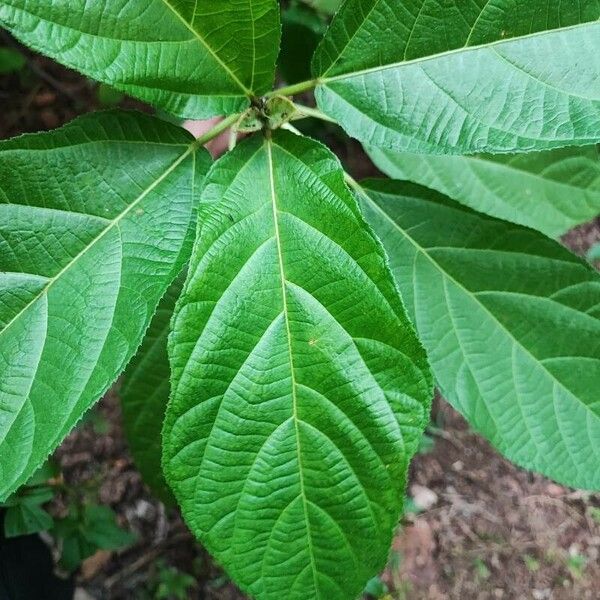 Ficus hispida Лист