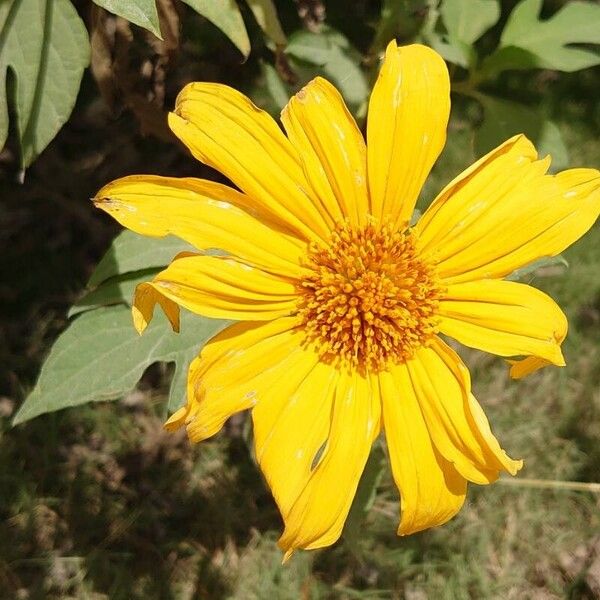 Tithonia diversifolia Λουλούδι