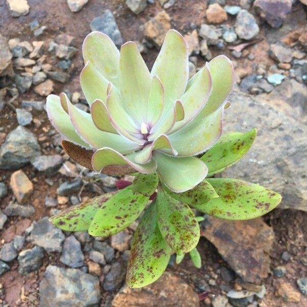 Melaleuca dawsonii 葉