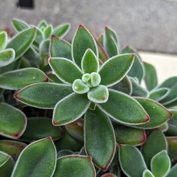 Echeveria pulvinata Fulla