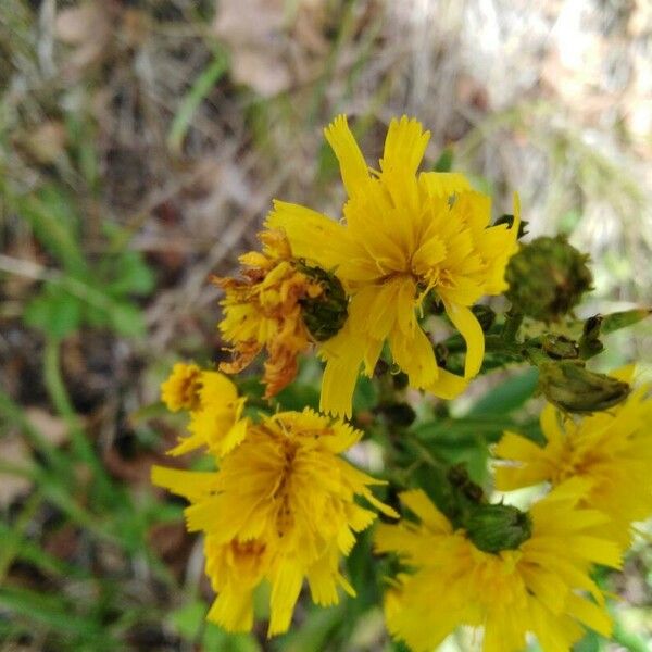 Hieracium sabaudum Kukka