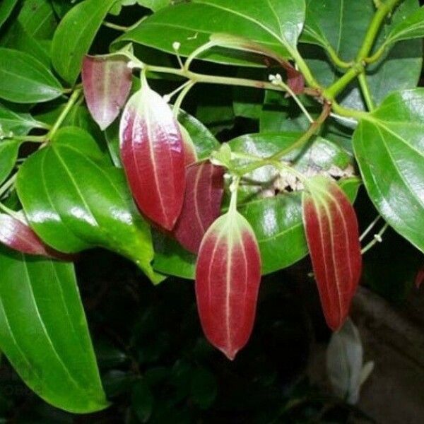 Cinnamomum verum 葉