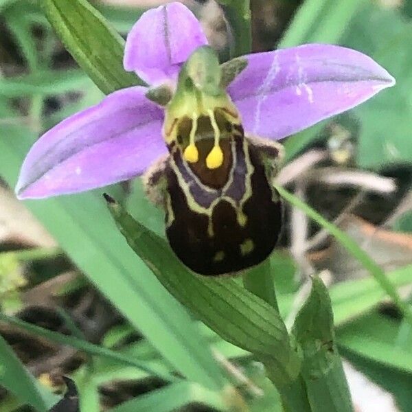 Ophrys apifera Blüte