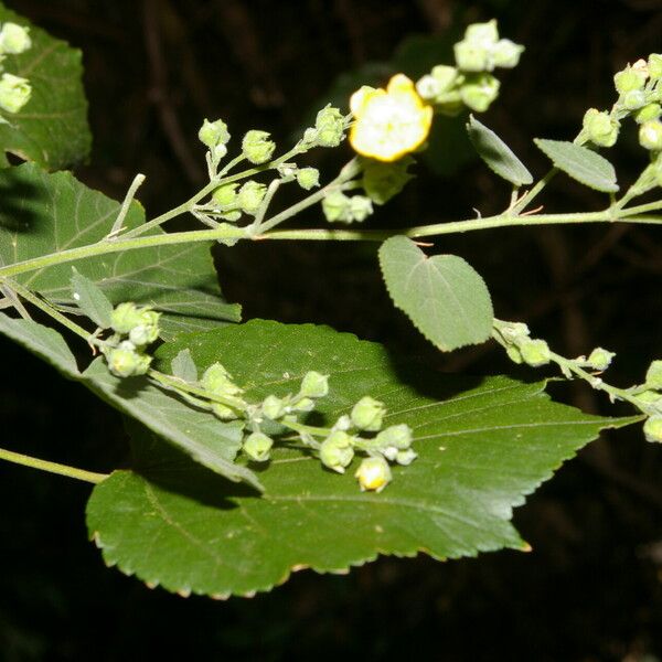 Allobriquetia spicata Flower