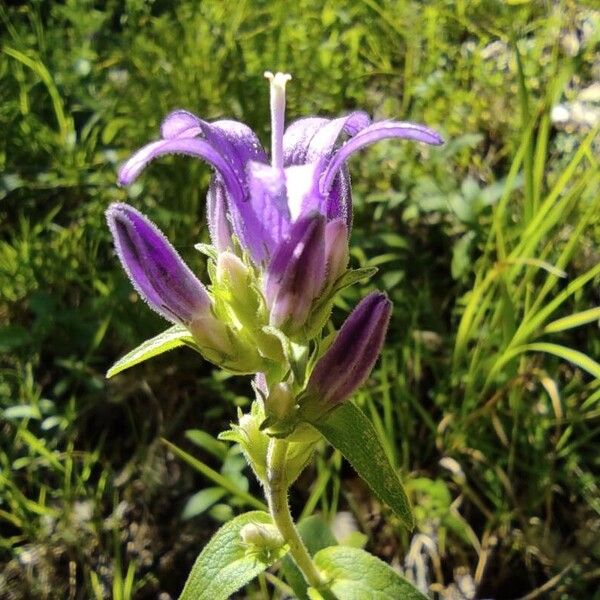 Campanula glomerata Flor