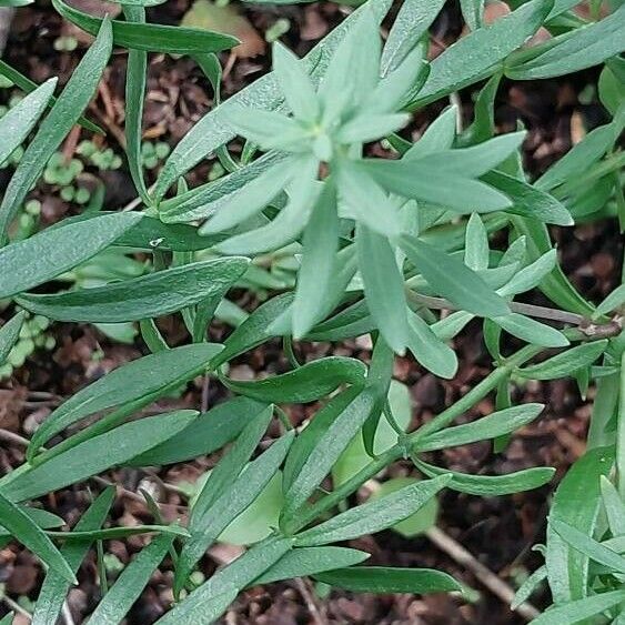 Galium boreale Лист