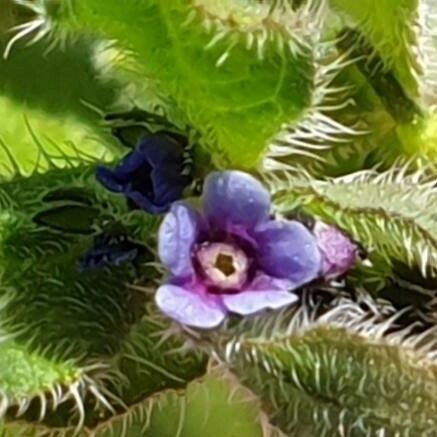 Asperugo procumbens Flor