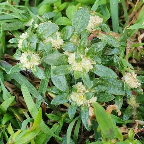 Alternanthera caracasana 花