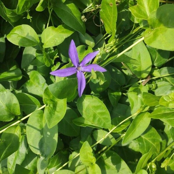 Vinca herbacea Flor