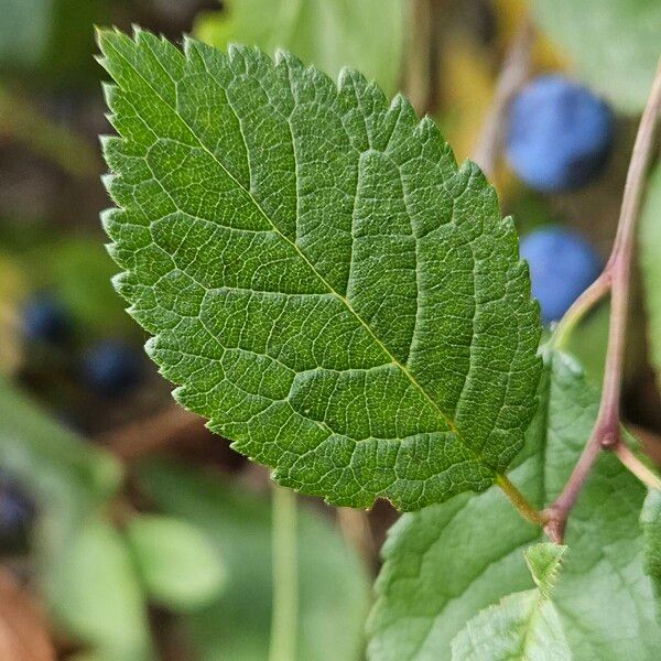 Prunus × fruticans Ліст