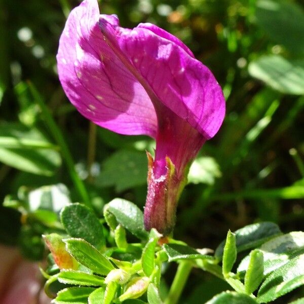 Vicia pyrenaica Blomma