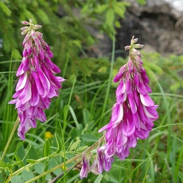 Hedysarum hedysaroides Blomma