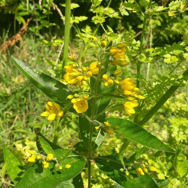 Lysimachia vulgaris Blüte