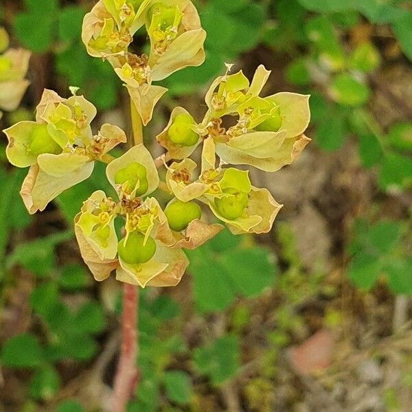 Euphorbia falcata 花