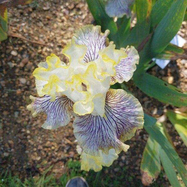 Iris variegata 花