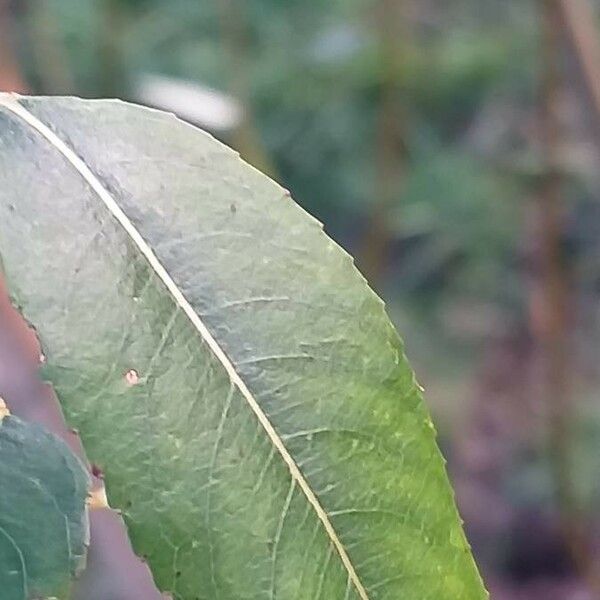 Salix triandra Levél