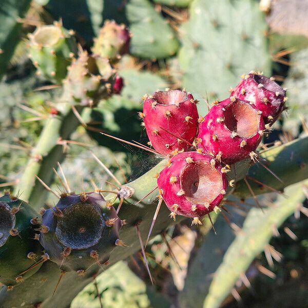 Opuntia elatior 果