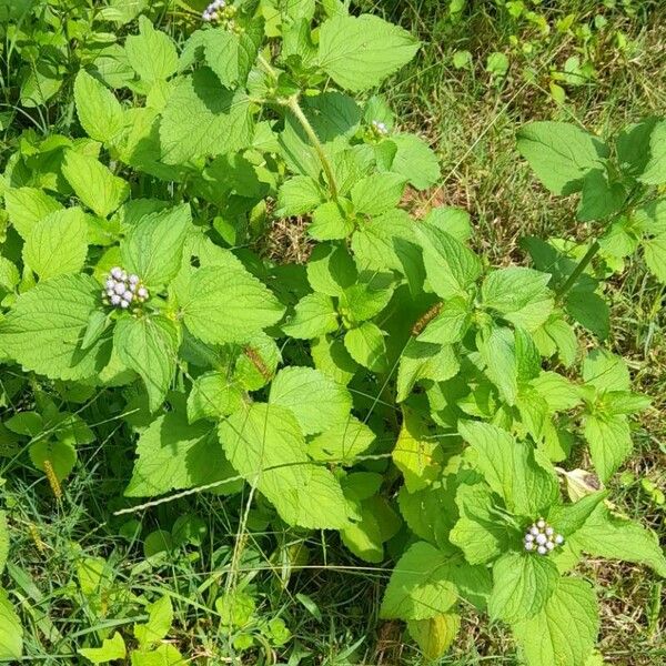 Ageratum conyzoides Habit