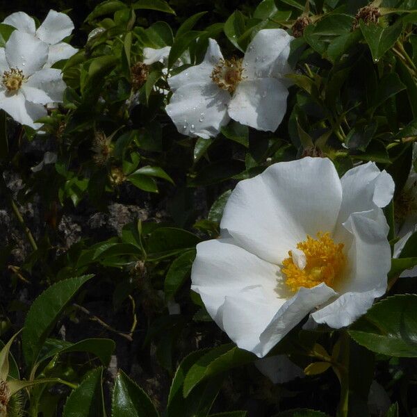 Rosa laevigata ফুল