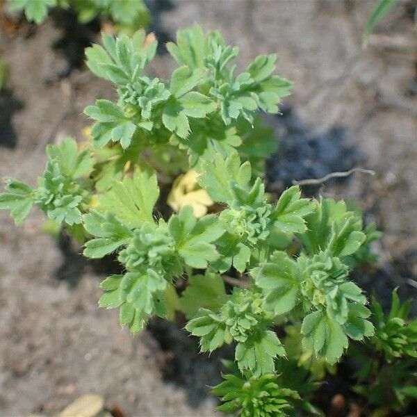 Alchemilla arvensis ശീലം