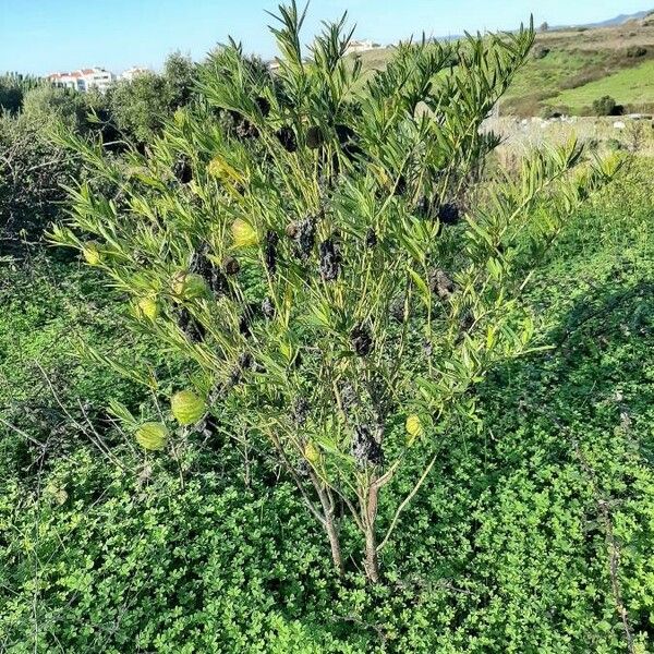 Gomphocarpus physocarpus Elinympäristö