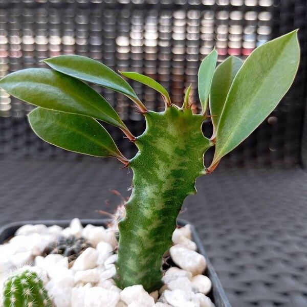 Euphorbia trigona Fulla