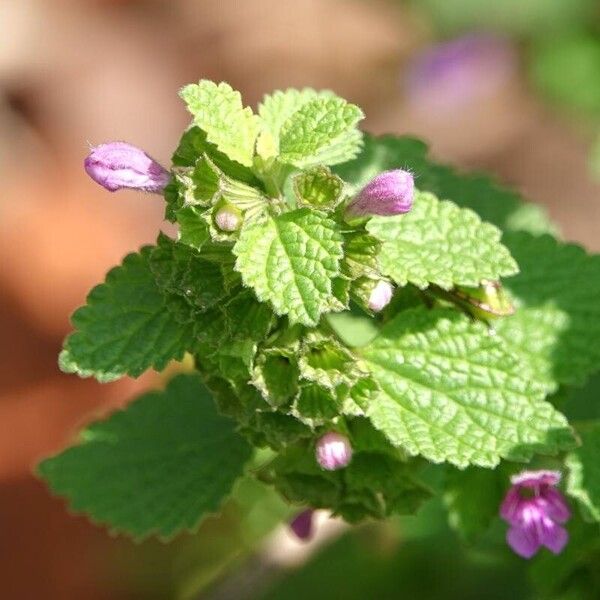 Ballota nigra Blüte