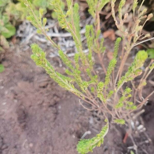 Erica arborea Blad