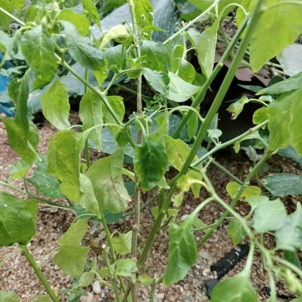 Capsicum frutescens পাতা