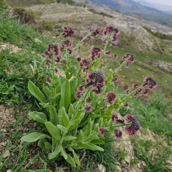 Solenanthus stamineus Kukka